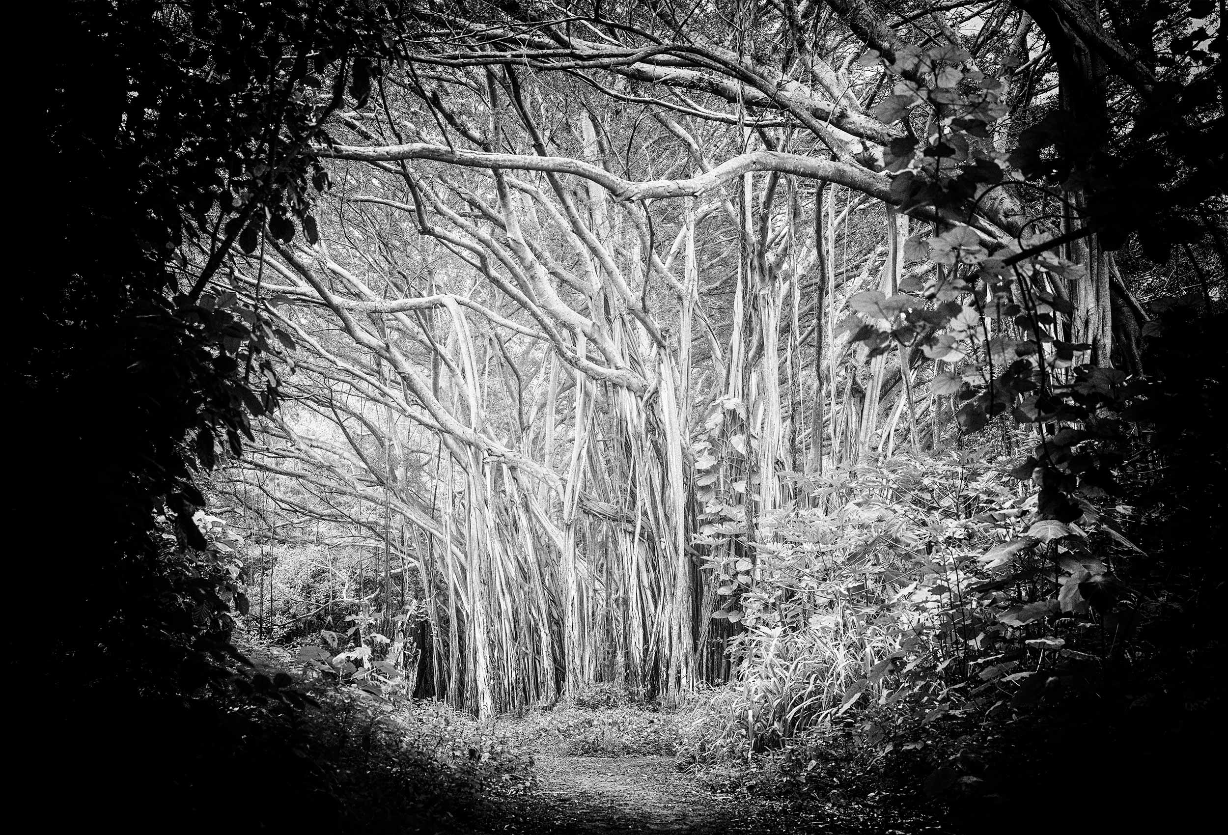 bw-working-Hawaii-Trip-2018-0461